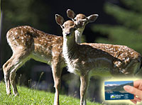 Free entrace to the wildlifepark Ferleiten with the Zell am See - Kaprun Card.